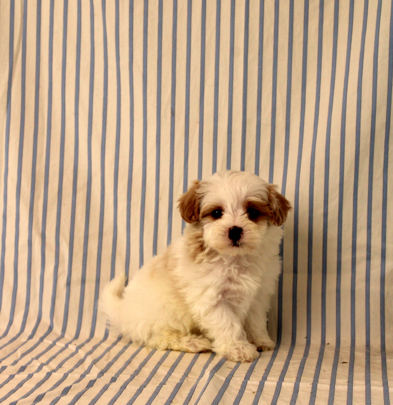 puppy, for, sale, Maltipoo, Matthew B. Stoltzfus, dog, breeder, Gap, PA, dog-breeder, puppy-for-sale, forsale, nearby, find, puppyfind, locator, puppylocator, aca